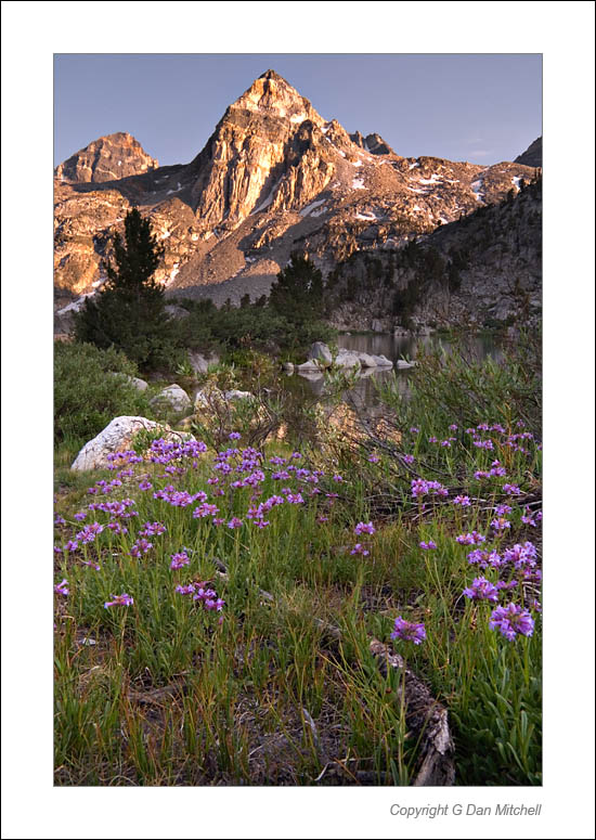RaeLakes2004|07|17: Flowers, Rae Lakes. Sequoia National Park. July 17, 2004. &copy; Copyright G Dan Mitchell.