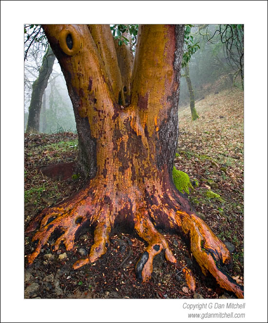 RainTree2007|02|24: Tree and Rain. Castle Rock State Park, California. February 24, 2007. &copy; "Copyright G Dan Mitchell". ("sales")    keywords: rain and tree castle rock state park rain forest california color photograph