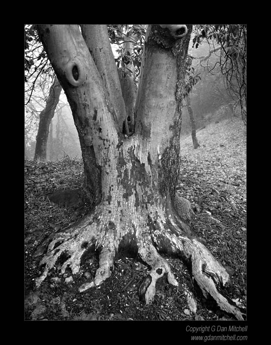 RainTreeBW2007|02|24: Tree and Rain. (Monochrome)  Castle Rock State Park, California. February 24, 2007. &copy; "Copyright G Dan Mitchell". ("sales")    keywords: rain and tree castle rock state park rain forest california black and white photograph