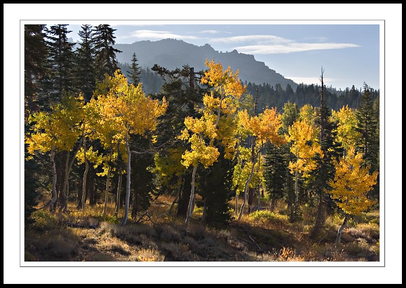 SilverLakeAspens2005|10|08: Aspens Near Silver Lake. October 8, 2005. © Copyright G Dan Mitchell.