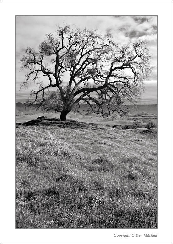 OakGrass2006|02|17: Oak Tree, New Grass. Calero Hills, California. February 17, 2006. &copy; Copyright G Dan Mitchell.