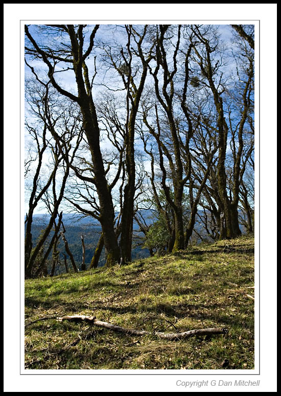 SunGroveCastleRock2006|03|19: Sunlit Grove. Castle Rock State Park. March 19, 2006. © Copyright G Dan Mitchell.