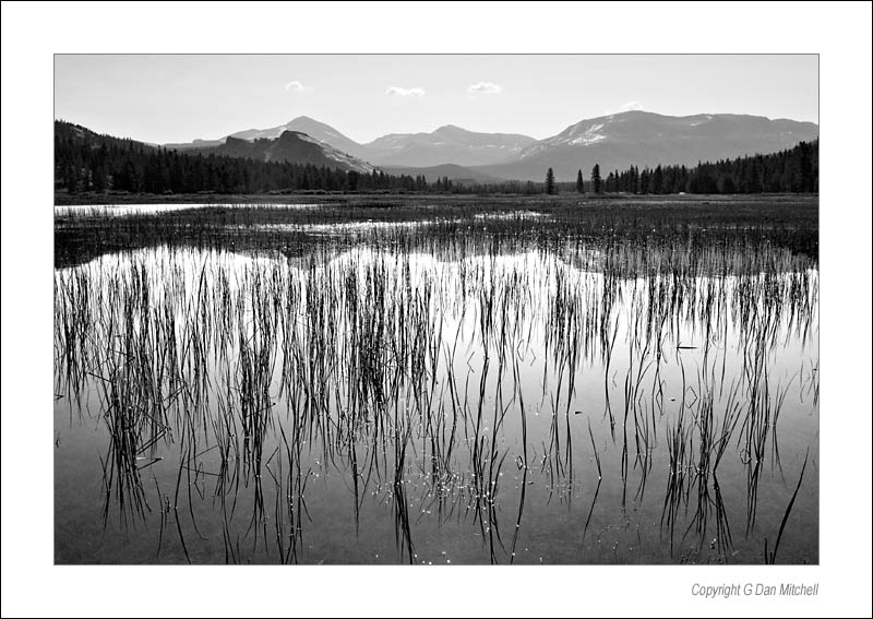 TuolPondGrassBW2006|07|24: Pond and Grasses, Tuolumne Meadows. Yosemite National Park. July 24, 2006. &copy; Copyright G Dan Mitchell.    keywords: pond grasses reflection tuolumne meadows mount dana mount gibb lember dome yosemite national park black and white photo