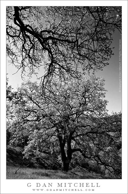 TwoOaksCalero2007|03|18: Two Oaks, Spring. Calero Hills, California. March 18, 2007. © "Copyright G Dan Mitchell". ("sales") keywords: two oak trees spring calero hills santa clara county park california black and white photograph