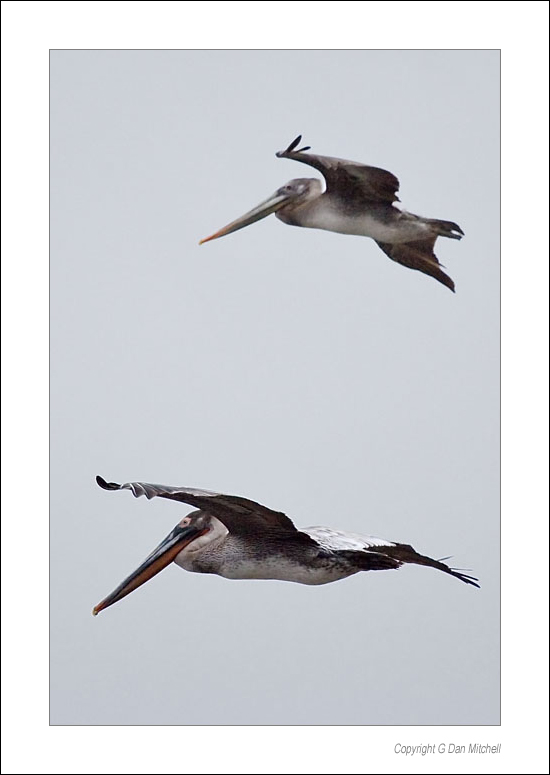 TwoPelicans2005|12|27: Two Pelicans in Flight. Point Lobos, California. December 27, 2005. &copy; "Copyright G Dan Mitchell".    keywords: two pelicans in flight point lobos california color photograph