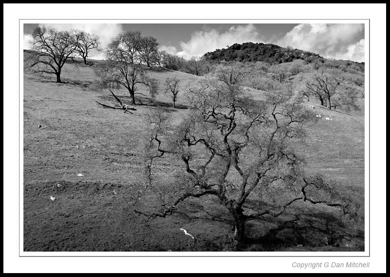 UvasOaks2006|03|25: Oaks near Uvas Reservoir. March 25, 2006. © Copyright G Dan Mitchell.