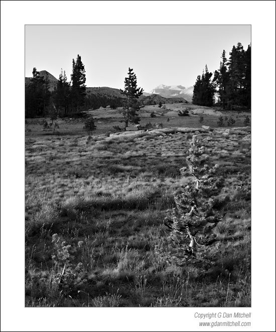 VogelsangDuskBW2006|09|11: Dusk, Fletcher Meadow. Yosemite National Park. September 11, 2006. &copy; "copyright g dan mitchell". ("sales")    keywords: fletcher lake meadow vogelsang high sierra camp dusk sunset mount conness tuolumne meadows yosemite national park california black and white photograph