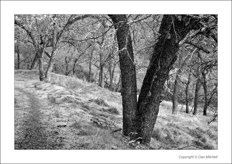 WinterOaksOro2006|01|21: Winter Oaks. Rancho Ca&ntilde;ada del Oro, California. January 21, 2006. &copy; Copyright G Dan Mitchell.