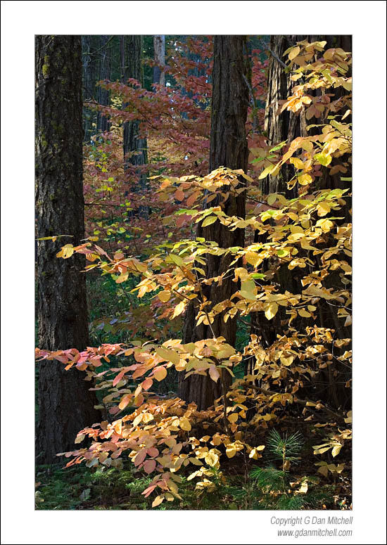 YellowDogwood2006|10|22: Dogwood Trees, October. Yosemite National Park. October 22, 2006. &copy; "Copyright G Dan Mitchell". ("sales")    keywords: dogwood trees fall autumn color yellow red leaves forest yosemite national park october california color photograph