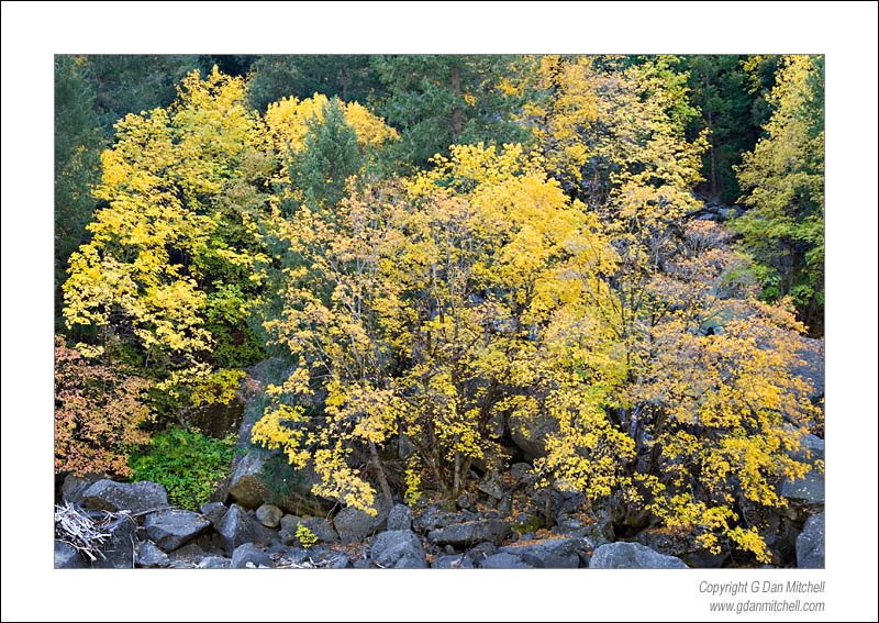 YellowMercedTrees2006|10|22: Autumn Colors, Merced River. Yosemite National Park. October 22, 2006. &copy; "Copyright G Dan Mitchell". ("sales")    keywords: fall autumn colors yellow merced river yosemite valley national park california sierra nevada color photograph