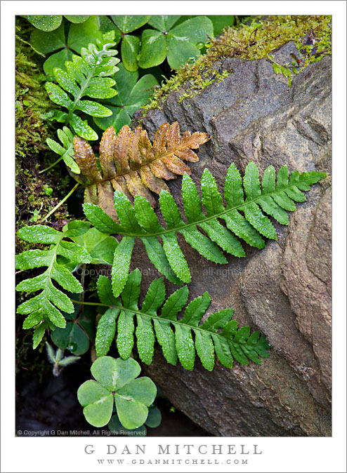 Ferns and Rock