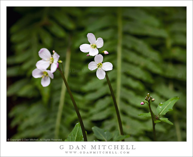 Milkmaids Flowers, Redwood Forest Milkmaids Flowers, Redwood Forest