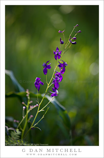 Larkspur Flowers Larkspur Flowers