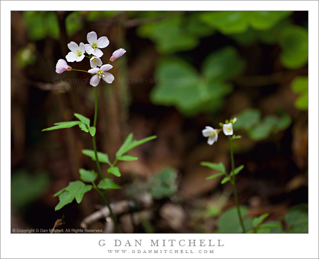 Milkmaids Plants, Redwood Forest Milkmaids Plants, Redwood Forest