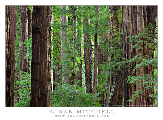 Redwood Forest, Morning. Muir Woods National Monument, California. © Copyright G Dan Mitchell.