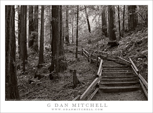 Steps, Ocean View Trail. Muir Woods National Monument. © Copyright G Dan Mitchell.