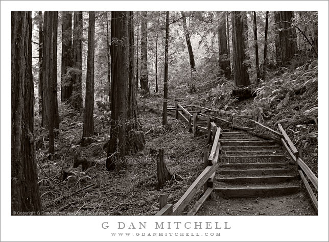 Steps, Ocean View Trail. Muir Woods National Monument. © Copyright G Dan Mitchell.