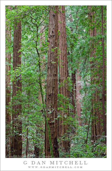 Redwood Forest