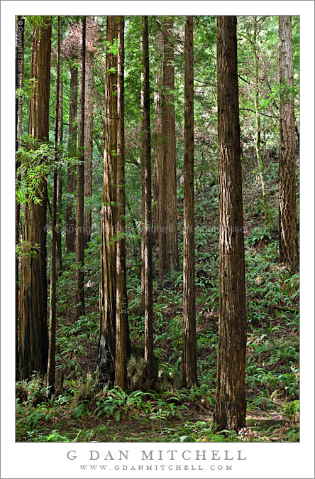Redwood Grove and Ferns in Morning Light Redwood Grove and Ferns in Morning Light