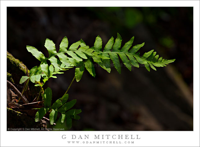 Trailside Ferns, Spring Trailside Ferns, Spring