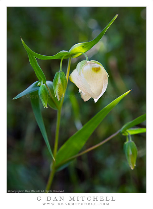 Fairy Lantern (Calochortus albus) Flower and Buds