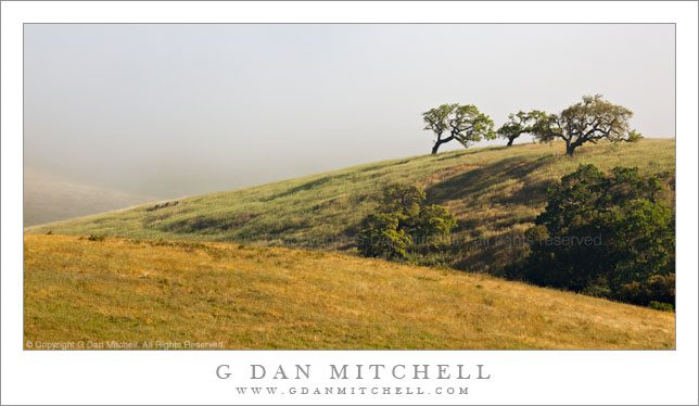 Oaks, Hills, Clearing Morning Fog Oaks, Hills, Clearing Morning Fog