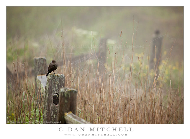 Red-Winged Blackbird on Fence, Foggy Morning Red-Winged Blackbird on Fence, Foggy Morning