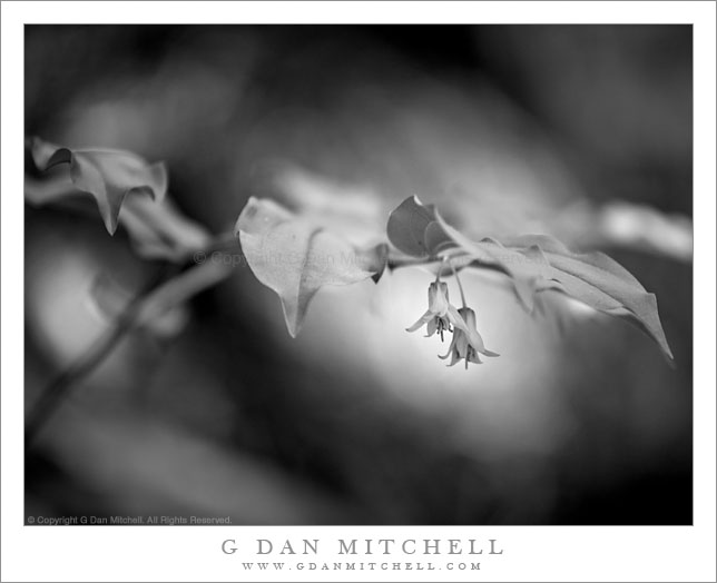black and white photography flowers. Black and white photograph of