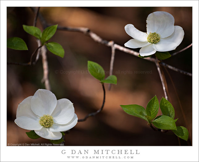 Dogwood Blossoms and Leaves Dogwood Blossoms and Leaves
