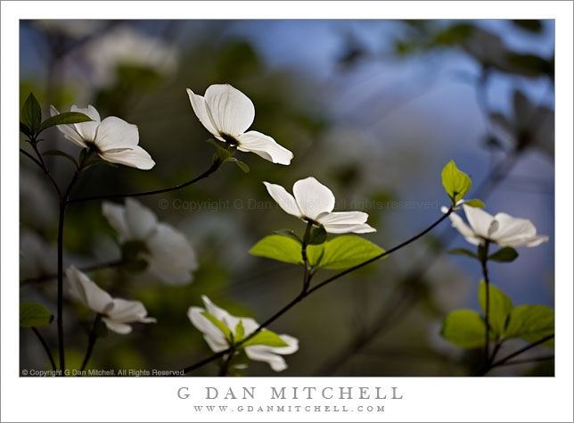 Dogwood Tree in Bloom, Detail