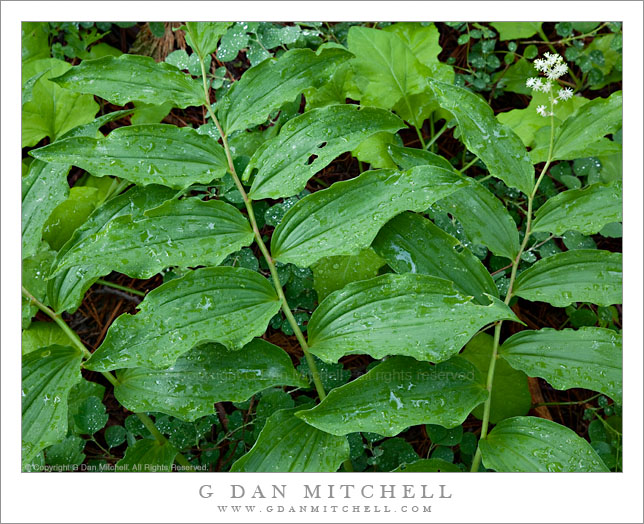 False Solomon's Seal After Rain False Solomon's Seal After Rain
