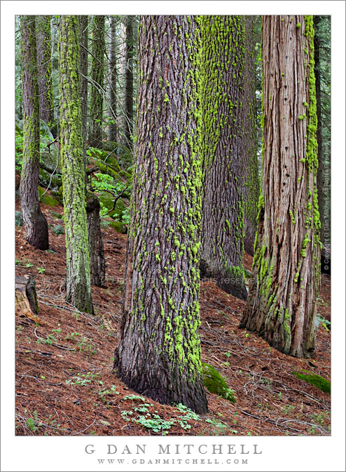 Forest After Morning Rain Forest After Morning Rain