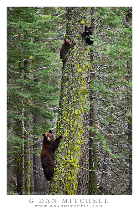 Bear Family in Tree, Yosemite