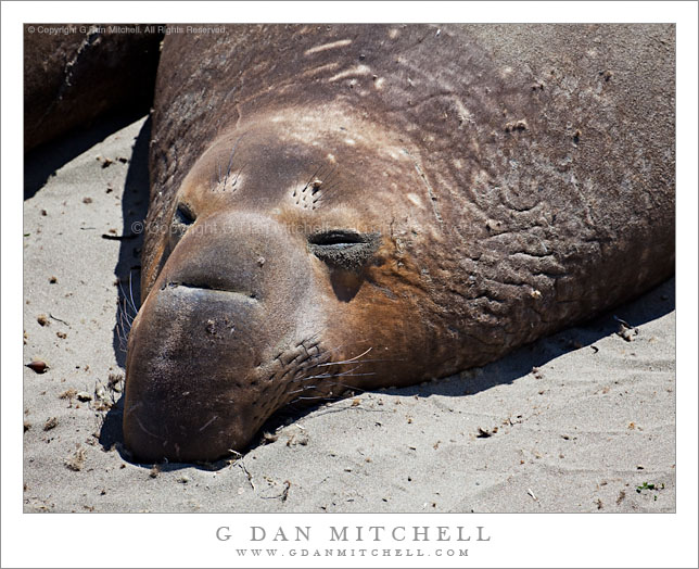 Elephant Seal Elephant Seal