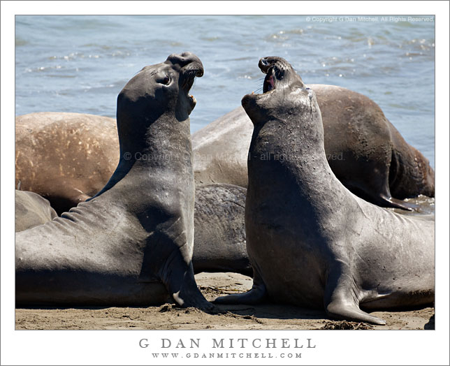 Two Elephant Seals Sparring