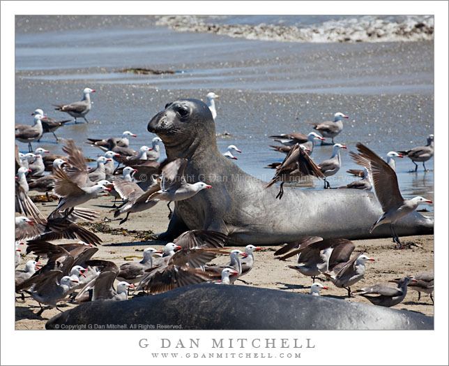 Young Elephant Seal Among Gulls Young Elephant Seal Among Gulls
