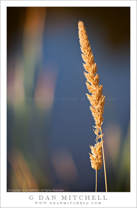 Cattails, Morning Light Cattails, Morning Light