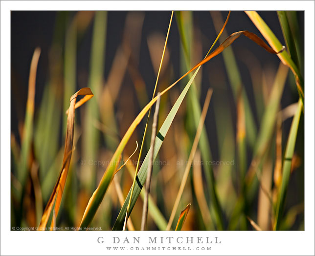 Detail, Summer Grasses Detail, Summer Grasses