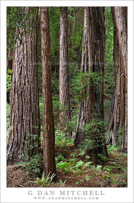 Redwood Trees and Ferns