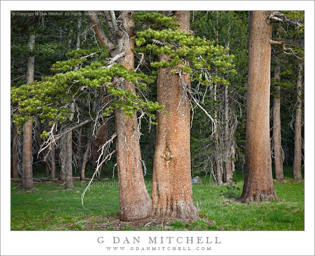 Pine Trees, Edge of the Forest Pine Trees, Edge of the Forest