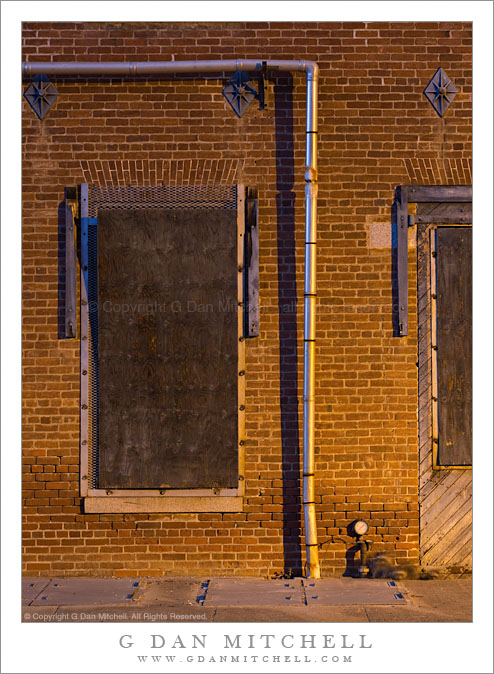 Raccoons and Brick Wall, Mare Island Raccoons and Brick Wall, Mare Island