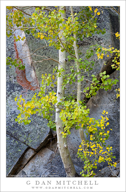 Aspen Trees, Rock Face With Lichen