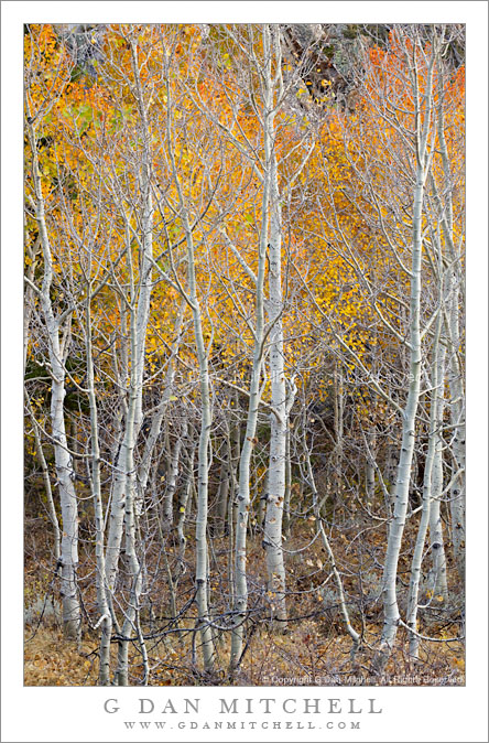 Aspen Trunks, Autumn