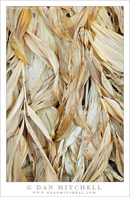 Corn Lily Leaves, Early Fall Corn Lily Leaves, Early Fall