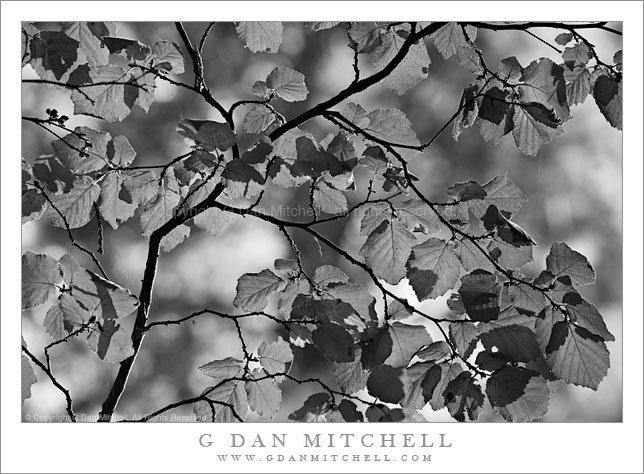 Red Alder Leaves, Autumn Red Alder Leaves, Autumn