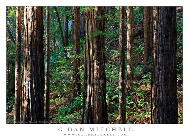 Redwood Forest, Morning Light