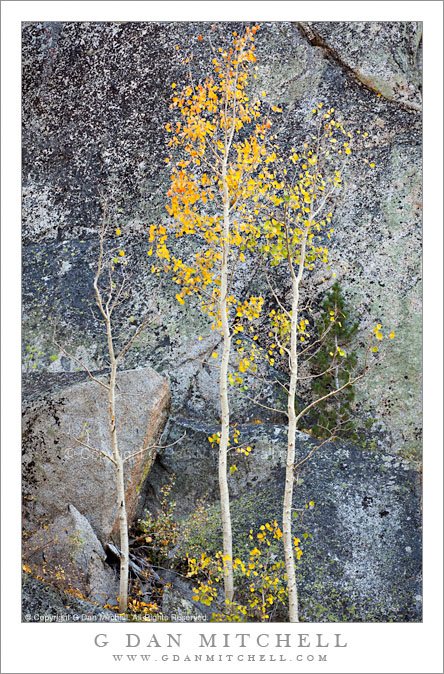 Three Autumn Aspens, Cliff Face Three Autumn Aspens, Cliff Face
