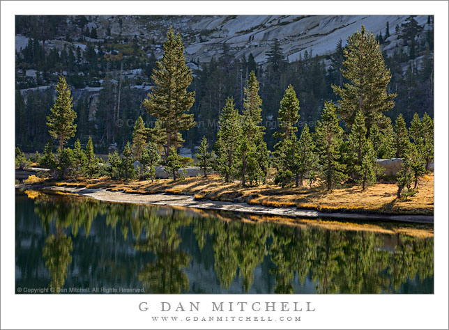 Shoreline Trees in Morning Light, Upper Cathedral Lake
