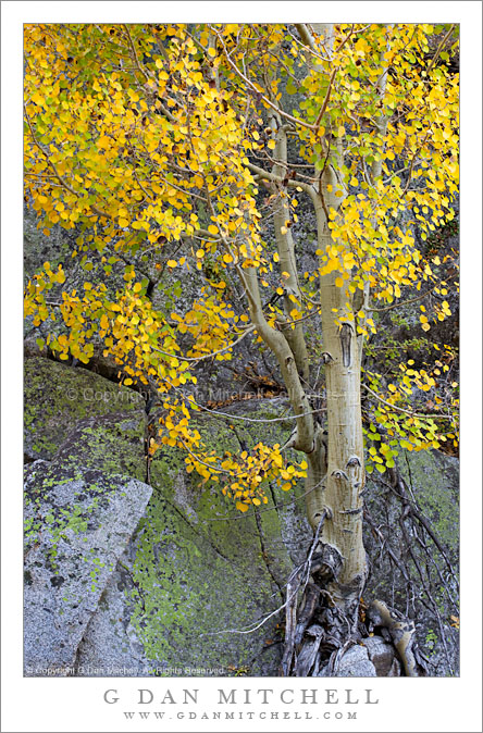 Aspen, Rock, and Lichen Aspen, Rock, and Lichen