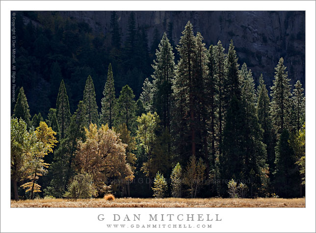 Backlit Forest and Shaded Cliff Backlit Forest and Shaded Cliff